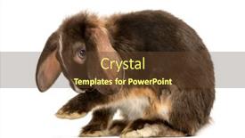  Presentation with rabbit - Beautiful theme featuring mini-lop-rabbit-washes-isolated backdrop and a tawny brown colored foreground