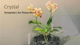  Presentation with orchids - Slide deck having mini-orchids-flowers-in-sunlight background and a lemonade colored foreground