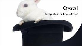  Presentation with top hat - PPT layouts having mini rex rabbit goint background and a white colored foreground
