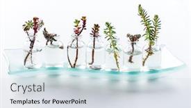  Presentation with succulent - Beautiful theme featuring mini-succulent-cuttings-in-smal backdrop and a light gray colored foreground