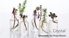  Presentation with succulent - PPT layouts with mini-succulent-cuttings-in-smal background and a white colored foreground
