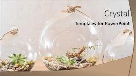  Presentation with succulent - Presentation featuring mini-succulent-garden-in-glass background and a lemonade colored foreground