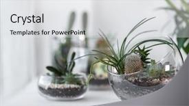  Presentation with succulent - Presentation theme enhanced with green plants - mini succulent garden in glass background and a white colored foreground