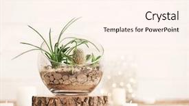  Presentation with succulent - PPT layouts enhanced with mini succulent garden in glass background and a cream colored foreground