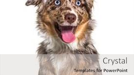  Presentation with american bull dog - Beautiful PPT layouts featuring miniatur-americain-shepherd-red-merle backdrop and a light gray colored foreground