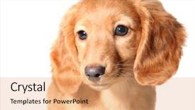  Presentation with dachshund - Audience pleasing PPT layouts consisting of miniature-dachshund-puppy backdrop and a coral colored foreground