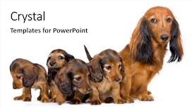  Presentation with gardens - Audience pleasing slides consisting of miniature gardens - mother dogs and puppies breed backdrop and a  colored foreground