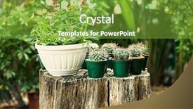  Presentation with cactus - Amazing theme having miniature gardens - sitting on a tree stump backdrop and a tawny brown colored foreground