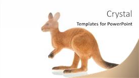  Presentation with kangaroo - Cool new slide set with miniature-kangaroo-isolated-over-white backdrop and a white colored foreground