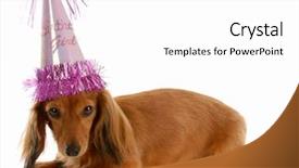  Presentation with dachshund - Slide deck enhanced with miniature long haired dachshund dog background and a white colored foreground