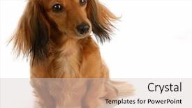  Presentation with dachshund - Presentation enhanced with miniature long haired dachshund sitting background and a lemonade colored foreground