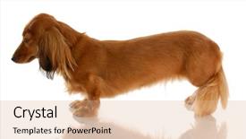  Presentation with long service award - PPT theme enhanced with miniature long haired dachshund standing from the side view background and a coral colored foreground