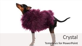  Presentation with pink white - Presentation featuring miniature pincher dressed with pink background and a  colored foreground