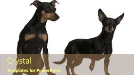  Presentation with german - Slide deck featuring miniature pinscher 7 years old and german pinscher 4 years old in front of white background background and a tawny brown colored foreground