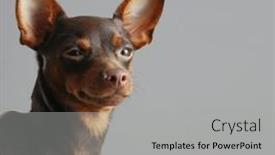  Presentation with gray - Presentation theme featuring miniature-pinscher-on-a-gray background and a light gray colored foreground
