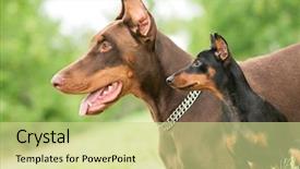  Presentation with doberman - Colorful slide deck enhanced with miniature purebred brown doberman backdrop and a soft green colored foreground