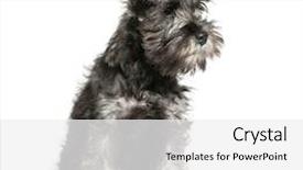  Presentation with black and white old phone - Presentation theme featuring miniature schnauzer 3 months old background and a white colored foreground