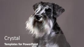  Presentation with pepper - Cool new theme with miniature-schnauzer-color-pepper backdrop and a gray colored foreground