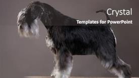  Presentation with pepper - PPT theme having miniature-schnauzer-color-pepper background and a dark gray colored foreground