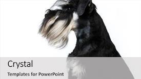  Presentation with persian miniature - Audience pleasing slide set consisting of miniature schnauzer in white background backdrop and a light gray colored foreground