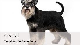  Presentation with background - PPT layouts enhanced with miniature schnauzer in white background background and a light gray colored foreground
