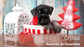  Presentation with dog christmas - Amazing presentation design having miniature schnauzer new year's backdrop and a coral colored foreground