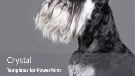 Presentation with gray - PPT layouts having miniature-schnauzer-on-a-gray background and a gray colored foreground