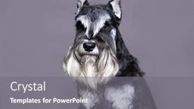  Presentation with gray - Slide deck enhanced with miniature-schnauzer-on-a-gray background and a gray colored foreground