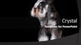  Presentation with pepper - Theme having miniature-schnauzer-pepper-and-salt background and a black colored foreground