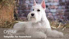  Presentation with gray - PPT theme featuring miniature-schnauzer-white-portrait background and a gray colored foreground