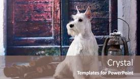  Presentation with gray - Beautiful presentation theme featuring miniature-schnauzer-white-portrait backdrop and a coral colored foreground