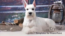  Presentation with gray - Theme enhanced with miniature-schnauzer-white-portrait background and a light gray colored foreground