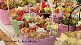  Presentation with succulent - Cool new PPT theme with miniature-succulent-plants-in-basket backdrop and a coral colored foreground
