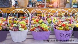  Presentation with succulent - Slide set enhanced with miniature-succulent-plants-in-basket background and a coral colored foreground