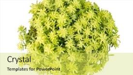  Presentation with drought - Audience pleasing PPT theme consisting of miniature succulent plants isolated backdrop and a yellow colored foreground