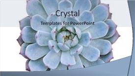  Presentation with succulent - Presentation design having miniature succulent plants isolated background and a light blue colored foreground