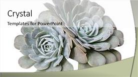  Presentation with succulent - Slide deck with roof agriculture - miniature succulent plants isolated background and a white colored foreground