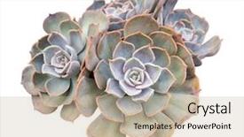  Presentation with drought - Theme having miniature succulent plants isolated background and a mint green colored foreground