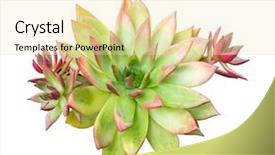  Presentation with succulent - PPT theme consisting of symmetrical - miniature succulent plants isolated background and a lemonade colored foreground
