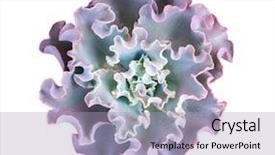  Presentation with symmetrical - Colorful presentation theme enhanced with symmetrical - miniature succulent plants isolated backdrop and a light blue colored foreground