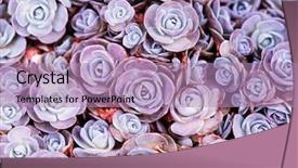  Presentation with succulent - Presentation theme with miniature succulent plants succulent cactus background and a coral colored foreground