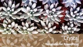  Presentation with plants and cancers - Slides consisting of miniature succulent plants succulent cactus background and a coral colored foreground