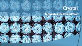  Presentation with succulent borders - PPT theme with miniature succulent plants succulent cactus background and a teal colored foreground