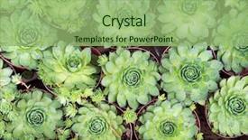  Presentation with succulent borders - Colorful slides enhanced with miniature succulent plants succulent cactus backdrop and a seafoam green colored foreground