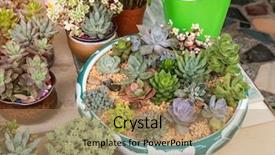  Presentation with succulent - Presentation theme having miniature succulent plants succulent cactus background and a coral colored foreground