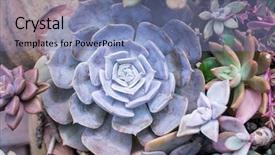 Presentation with succulent - Presentation theme enhanced with miniature succulent plants succulent cactus background and a seafoam green colored foreground