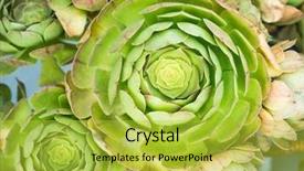  Presentation with succulent borders - Amazing PPT theme having miniature succulent plants succulent cactus backdrop and a yellow colored foreground