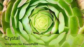  Presentation with succulent - Slides consisting of miniature succulent plants succulent cactus background and a yellow colored foreground