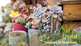  Presentation with succulent - PPT theme with miniature succulent plants succulent cactus background and a tawny brown colored foreground