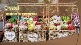  Presentation with succulent borders - Colorful slide set enhanced with miniature succulent plants succulent cactus backdrop and a tawny brown colored foreground